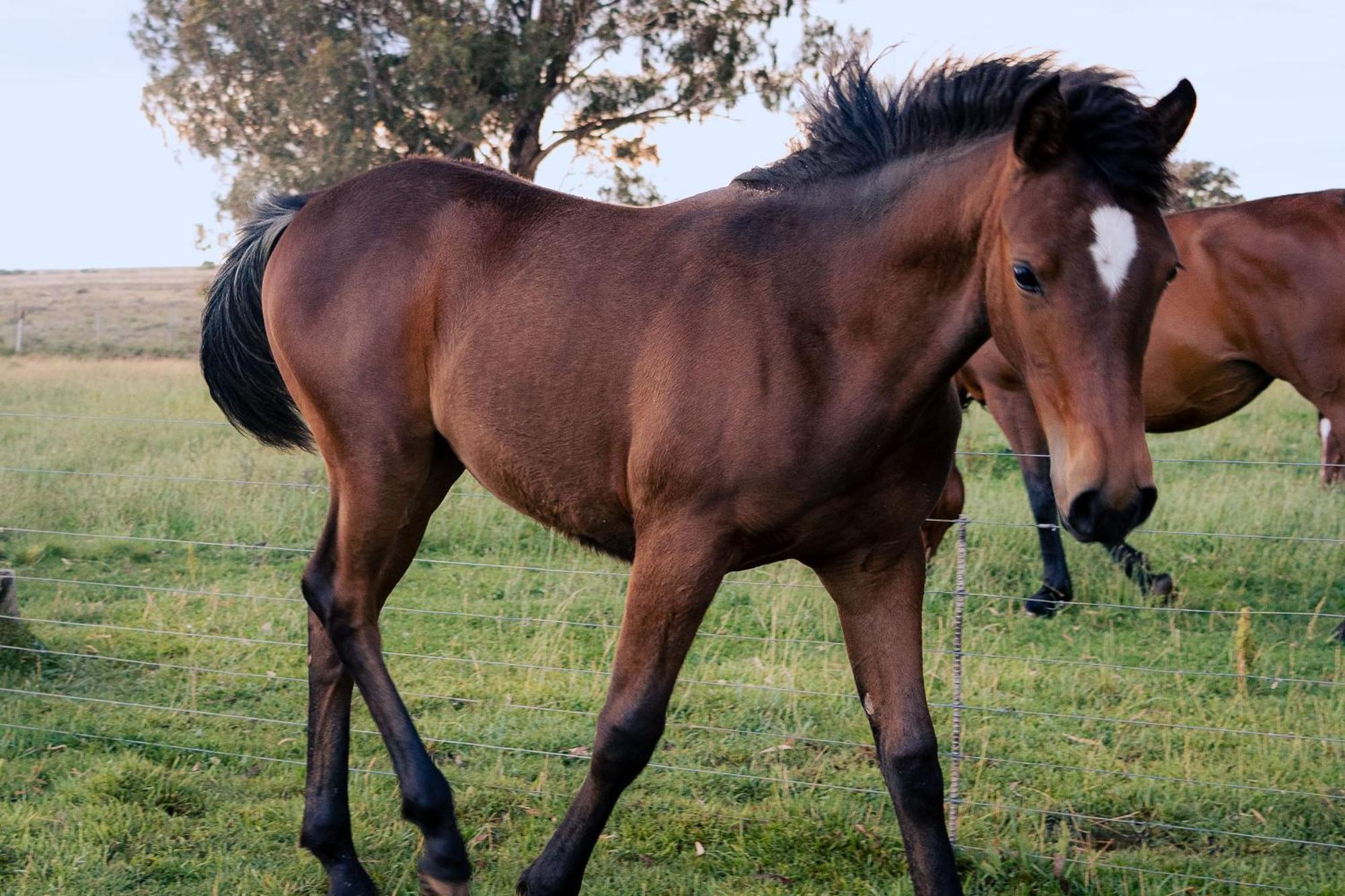 Villa Garingboom Guest Farm Springfontein Esterno foto